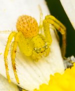 Insect-3372.jpg