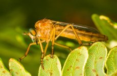 Insect-3439.jpg