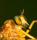 Insect-3440.jpg