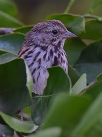 Sparrow2.jpg