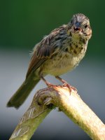 Sparrow9.jpg