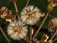 Farfugium.jpg