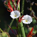 Flowers.jpg