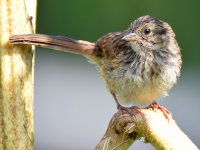 Sparrow6.jpg