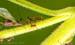 Insecter-3342.jpg