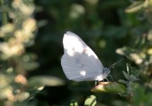 28th July 2015 003.JPG