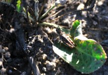 28th July 2015 016.JPG