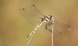 28th July 2015 024.JPG