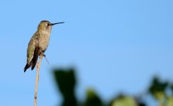 28th July 2015 025.JPG