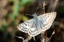 28th July 2015 034.JPG