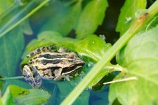 DSC_4012-toad eyeing supper-0006-2015-07-28T20_48_52.jpg