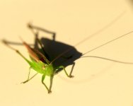 DSC_4127-bright green hopper -0002-2015-07-28T21_14_19.jpg