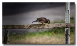 bird-clean-ype.jpg