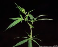 GSC_0475.jpg