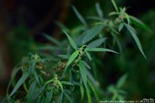 GSC_4058.jpg