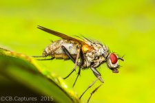 Bugs-3752.jpg