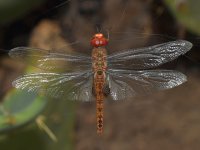 DragonFly4.jpg
