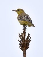 Oriole3.jpg