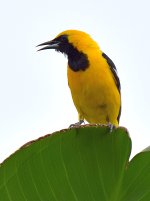 Oriole2.jpg