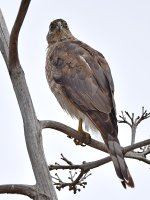 Hawk.jpg