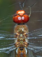 DragonFly3.jpg
