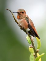 Hummer5.jpg