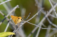 29th July 2015 005.JPG