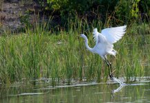 29th July 2015 009.JPG