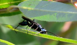 29th July 2015 025.JPG