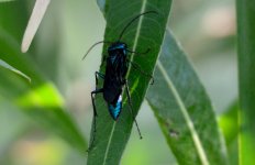 29th July 2015 029.JPG