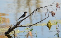 29th July 2015 035.JPG