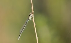 29th July 2015 040.JPG