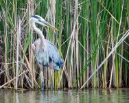 HeronReeds-5.jpg