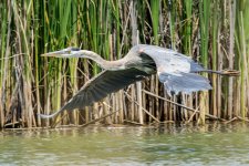 HeronReeds-6.jpg