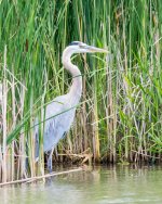HeronReeds-2.jpg
