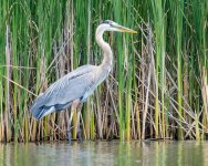 HeronReeds-3.jpg