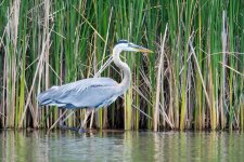 HeronReeds-4.jpg