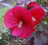 hibiscus.jpg