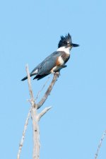 FlyingHead-2.jpg