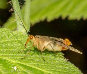 Bugs-4033.jpg