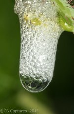 Bugs-3994.jpg