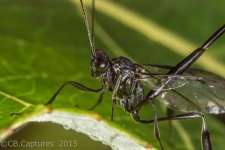 Bugs-3978.jpg