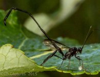 Bugs-3987.jpg