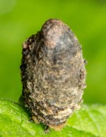 Turd-4020.jpg