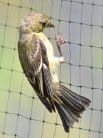 Finch3.jpg
