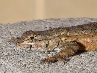 Lizard.jpg
