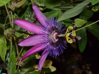 Passiflora2.jpg