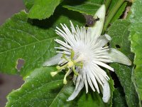 Passiflora.jpg