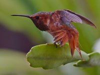 Hummer3.jpg
