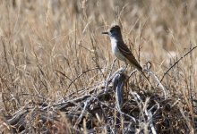 30th July 2015 004.JPG